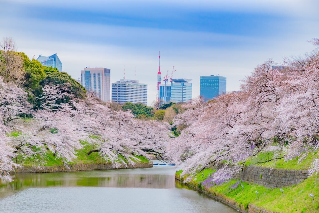 Cherry blossoms in Tokyo, Japan